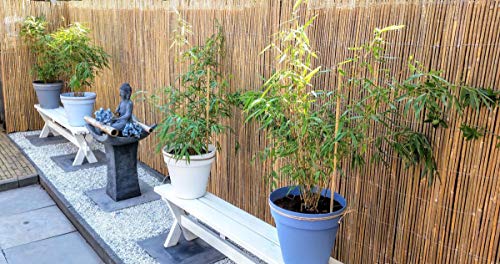 MGP SBF-94 Bamboo Slat Rolled Fence, 14'L x 4'H, Yellow