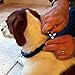 FidgetGear Don Sullivan Dog Adjustable Command Training Collar Large