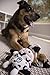 HEAR DOGGY! Flattie Cow Silent Squeak Plush Dog Toy w/ Chew Guard Technology - Black/White, Large