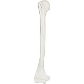 Axis Scientific Humerus Bone Model, Right | Cast from a Real Human Humerus Bone l Upper Arm Bone Model Has Realistic Texture and Important Bony