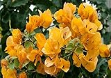 New and Healthy 1 PCS Bougainvillea ' Rainbow Gold ' Starter Plant
