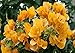New and Healthy 1 PCS Bougainvillea ' Rainbow Gold ' Starter Plant