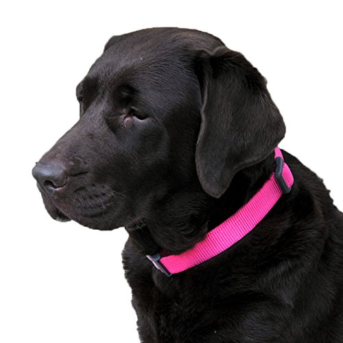 Red Dingo Classic Dog Collar, Small, Hot Pink