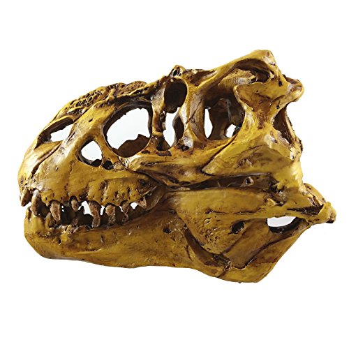 Tyrannosaurus Rex Skull Model with Stand