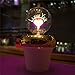 DarkSteve - I Love You Decorative Light Bulb - Edison Light Bulb, Antique Vintage Style Light, G80 Size, E26 Base, Non-Dimmable (3w/110v)