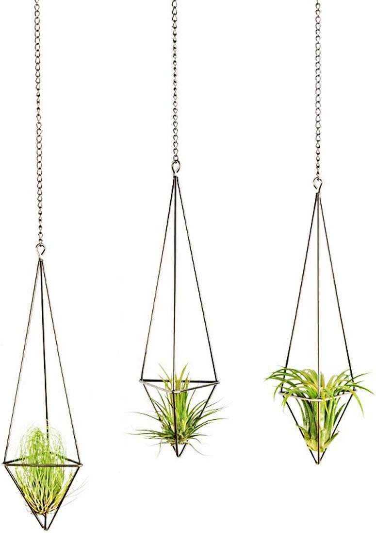 Best Home Decor Air Plants