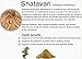 Shatawari (Shatavari) Ghee (Herbal ghee) ~ Asparagus racemosa ~Premium potency herb in a natural, fresh ghee base ~ Made in the USA every week