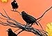 Cornucopia Brands 4in Black Crows (6-Pack); Imitation Artificial Birds/Ravens for Halloween Decorations, Haunted House & Fall Seasonal Displays