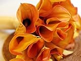 Mango Calla Lily Bulb - Tropical Orange