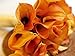 Mango Calla Lily Bulb - Tropical Orange