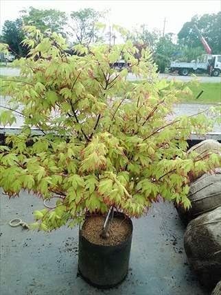Amazon 爪紅 モミジ 紅葉 もみじ 100 植木