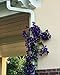 Downspout Cover Trellis