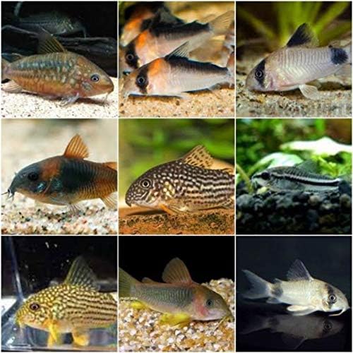 x25 Assorted Corydoras - Live Fish Package - Freswater Tank - Peaceful/Easy Care Level