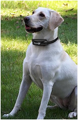 havahart wireless dog fence