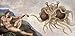Flying Spaghetti Monster Enamel Pin FSM Hat Pin Pastafarian Flair Alt God Button