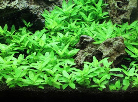 Staurogyne Repens - Foreground Carpet Aquarium Plant