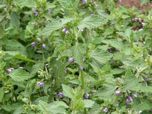 Horehound"Marrubium Vulgare" 200 Seeds Heirloom