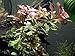 Aquatic Arts Dark Red Ludwigia - 2 Bunches - Large Live Aquarium Plant