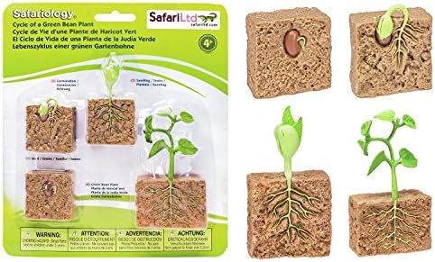 Safariology Life Cycle of a Green Bean Plant B62 Comes with Educational Information in Three Languages on Each Stage of Development For Ages 4+