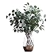 Nerseki Artificial Silver Dollar Eucalyptus Leaf Spray in Green Leaves Indoor Outside Home Garden Office Wedding Décor(3 Stems)