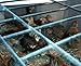 Jumbo Brown Coturnix, Jumbo Texas,tibetan Quail 24+ Hatching Eggs Pluss 5 Free