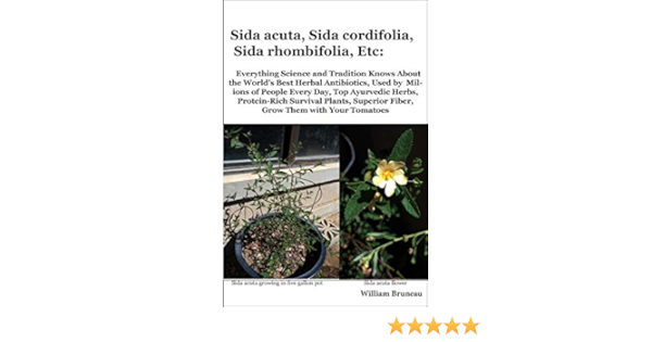 Sida Acuta Sida Cordifolia Sida Rhombifolia Etc Everything Science And Tradition Knows About The World S Best Herbal Antibiotics Used By Superior Fiber Grow Them With Your Tomatoes Bruneau William L 9780974879932 Sida Acuta Sida Cordifolia Sida Rhombifolia Etc Everything Science And Tradition Knows About The World S Best Herbal Antibiotics Used By Superior Fiber Grow Them With Your Tomatoes Bruneau William L 9780974879932