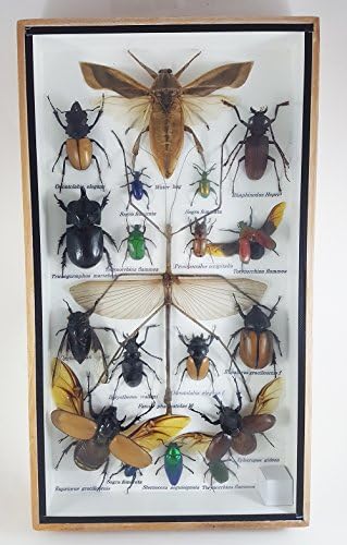 Angelwing Real Beetles Mix Specimen Big Assorted Mounted Bug Twig Insect Taxidermy Entomology Display Wooden Box