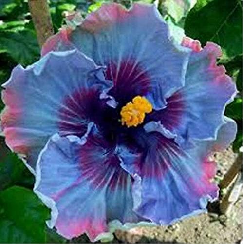 Amazon Com Asia 100pcs Rare Hibiscus Rose Mallow Flowering Shrub Hardy Perennial Flower Seeds For Your Garden Balcony Terraces Bonsai Garden Outdoor