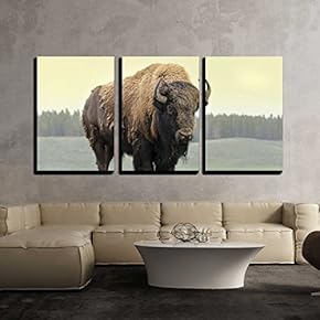 Bison in the Grasslands Of Yellowstone - 3 Panel Canvas Art