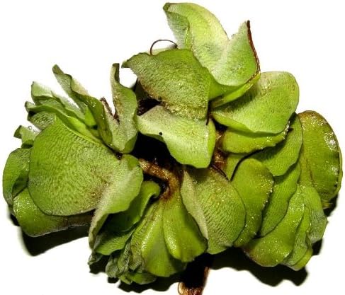 Mühlan Aquatic Plants Salvinia Natans 3 pcs Floating Pond Plant