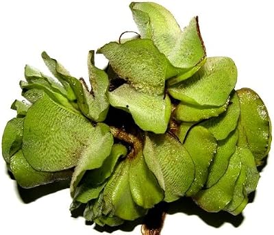 Mühlan Aquatic Plants Salvinia Natans 3 pcs Floating Pond Plant
