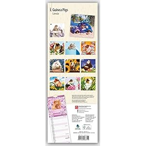 Guinea Pigs 2017 - Meerschweinchen Slimline-Kalender