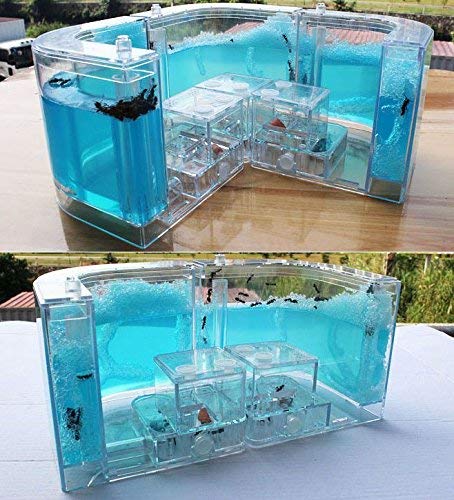 YueYueZou® Ant Factory/Ant Farm