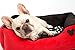 Disney Classic Mickey Mouse Rectangular Cuddler Pet Bed with Pillow Cushion Insert in Red, Machine Washable, 24 x 22/One Size, Model:DIS-RCT-MBH-RDH-2422