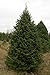 50 Balsam Fir Tree Seeds, Abies Balsamea - Cooks Blue Improved