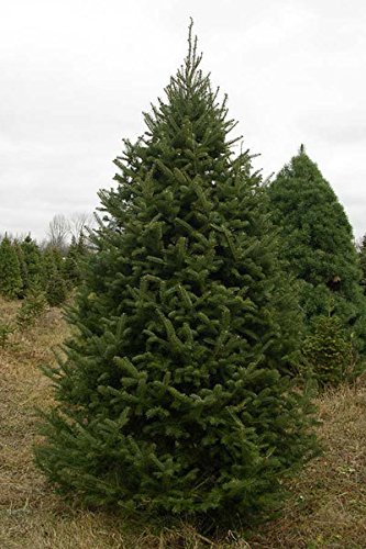 50 Balsam Fir Tree Seeds, Abies Balsamea - Cooks Blue Improved