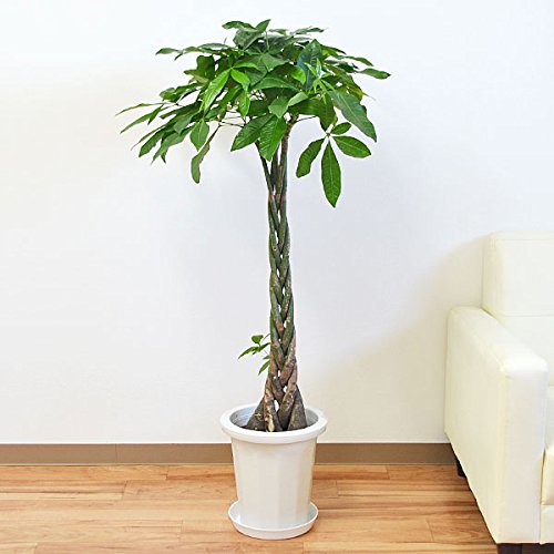 新しいコレクション 観葉植物 パキラ 中鉢 8号 B0079wjd28 ポイント10倍 Vinci Facilities Limpideagency Com