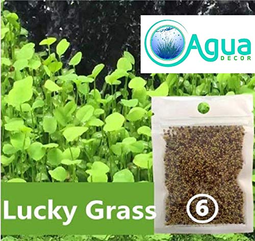 Agua decor Aquarium Grass Seed Small Cow 2 Pack Most Beautiful Grass