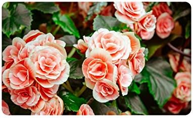 Special Design Custom crabapple flowers Personalized Non-Slip Machine Washable Bathroom Indoor/Outdoor Doormat 30 by 18 Inch