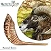 HalleluYAH Yemenite kudu Shofar From Israel Plus Free Bonus Ram Horn
