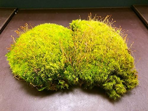 Fresh Mood Moss Perfect Ideal for Terrariums and Bonsai (Quart)