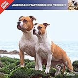 American Staffordshire Terrier 2019. Calendar AFFIXE (Amstaff) by 