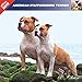 American Staffordshire Terrier 2019. Calendar AFFIXE (Amstaff) by 