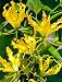 Gloriosa Lutea - pack of 3 BULBS - not Seeds! Flame Lily Blooms THIS Summer!