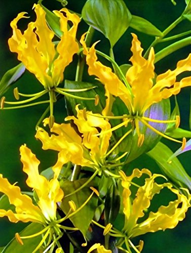 Gloriosa Lutea - pack of 3 BULBS - not Seeds! Flame Lily Blooms THIS Summer! Gloriosa Lutea - pack of 3 BULBS - not Seeds! Flame Lily Blooms THIS Summer!