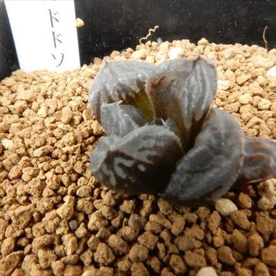 Amazon Co Jp Nniハオルチア レツーサ交配 ドドソン紫オブツーサ N3 3 3 多肉植物 ハオルチア 7 5cmポット ホーム キッチン