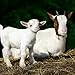 Baby Goats 2018 16 Month Wall Calendar 12 x 12 inches Bright Day Calendars Publishing