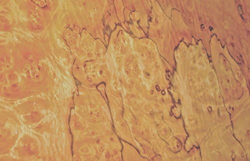 Pimento Pepperwood Burl wood veneer 21" x 30" raw veneer no backing 1/42" curvy