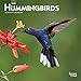 Hummingbirds 2020 7 x 7 Inch Monthly Mini Wall Calendar, Animals Wildlife Birds