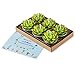 COCOMOON Cactus Candles, Handmade Delicate Succulent Cactus Candles Perfect Cactus Tealight Candles for Birthday Party,Wedding, Spa, Home Decor Birthday Wedding Party（ 6 Pcs）